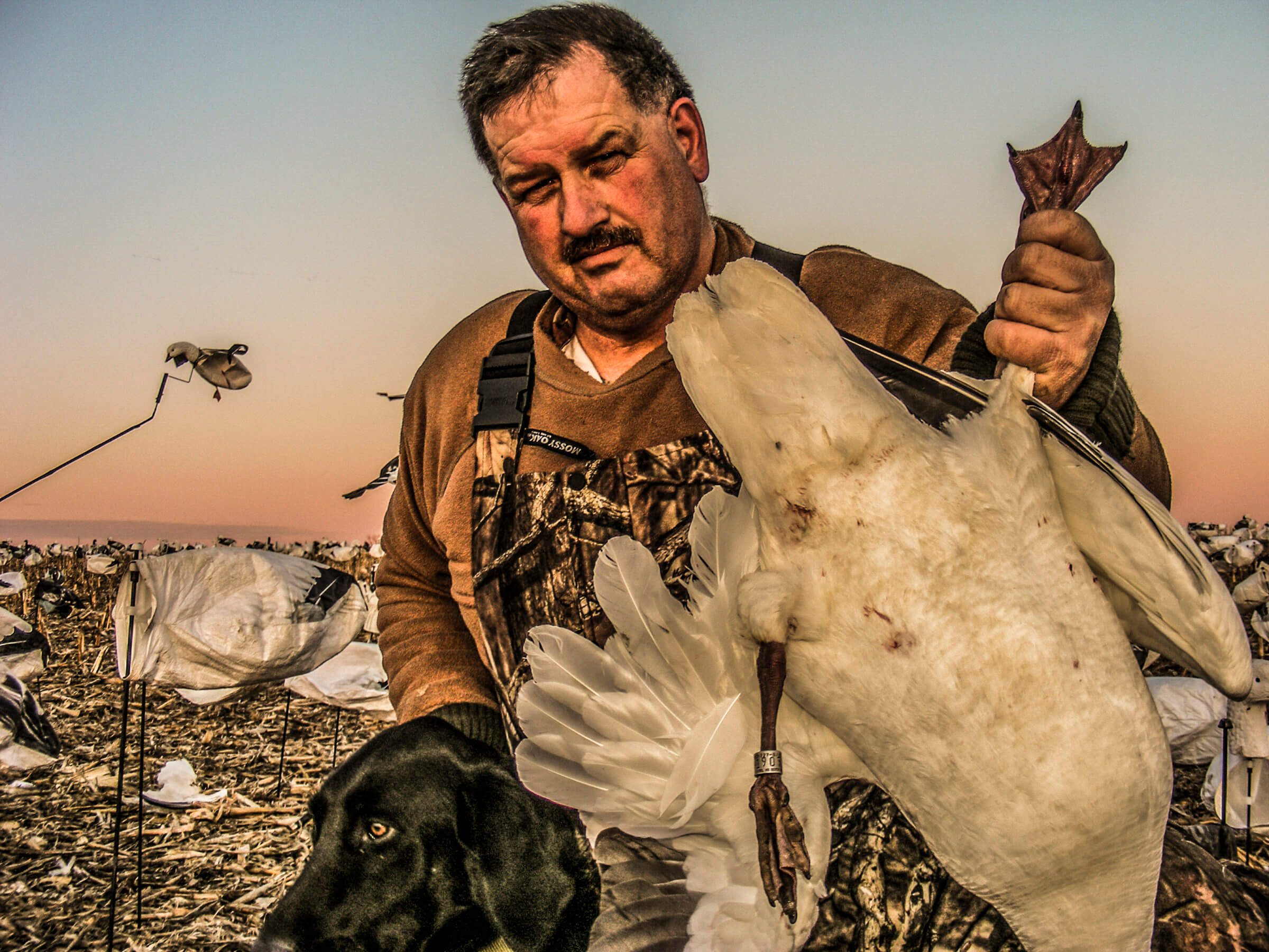 Arkansas canada discount goose hunting